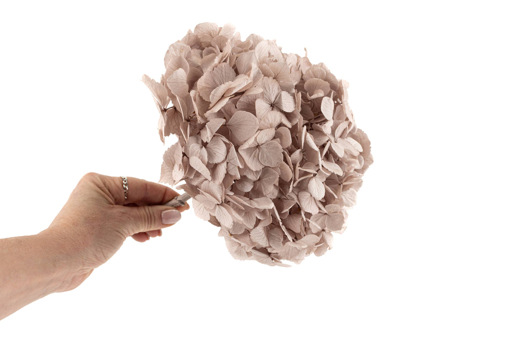 Stabiliseret hortensia - Stort udvalg af farver: Pastel Pink