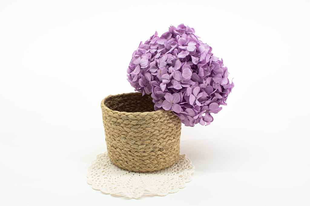 Stabiliseret hortensia - Stort udvalg af farver: Hvid