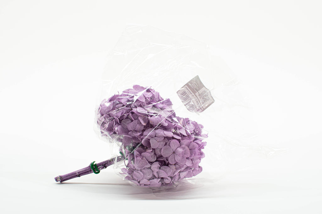 Stabiliseret hortensia - Stort udvalg af farver: Hvid